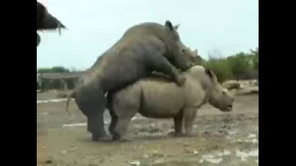 Носорози Правят Секс