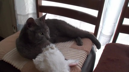 котката - зайче