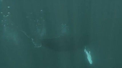 Задружните китове 