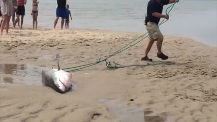 Плажуващи спасиха акула