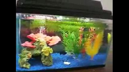 video(3) 