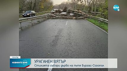 Ураганен вятър събори дърво на пътя Бургас - Созопол