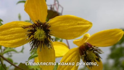 Какви цветя възпява Петко Славейков в поемата си Изворът на Белоногата