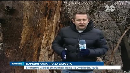 Експерти изследват състоянието на 20 вековни дъба