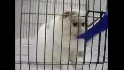 Сладко Котенце