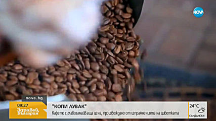 "КОПИ ЛУВАК": Кафето с главозамайваща цена, произвеждано от изпражненията на цибетката