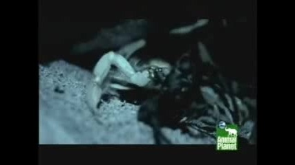 Scorpion Vs Tarantula