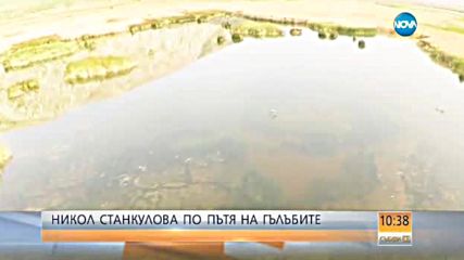 По пътя на гълъбите
