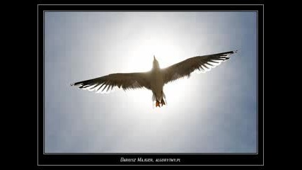 Bird of Paradise Snowy White 