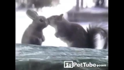 Катеричка целува зайче
