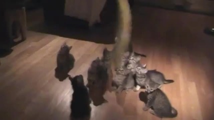 11 Котенца