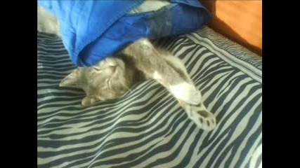 моето котенце LUCKY