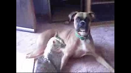 Psycho Cat Vs. Boxer