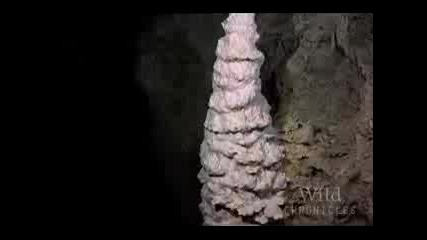 National Geographic Wild Chronicles Lost City