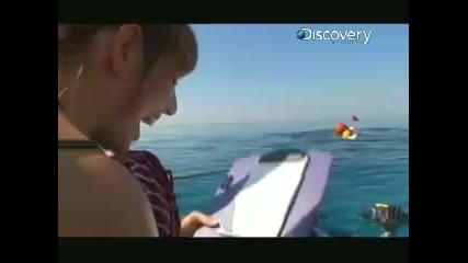 Mythbusters - Shark s Favorite Color 