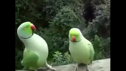 Разговор между папагали