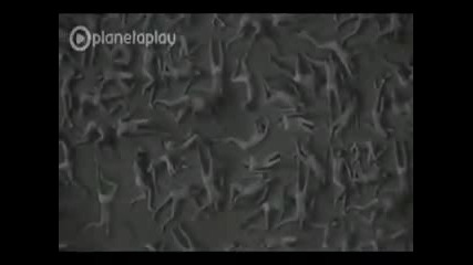 Malina -dvoinici oficialno video