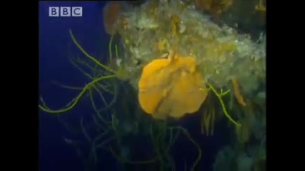 The wonderful world of the sea sponges - The Abyss - Bbc Wildlife 