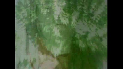 425.flv