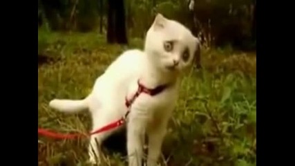 А какво чух ?!?