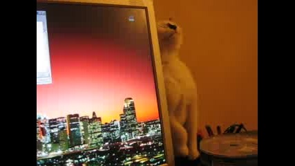 Котка Се Чеше В Монитора