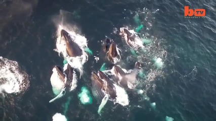 Гърбави китове, заснети от дрон