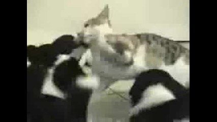Matrix