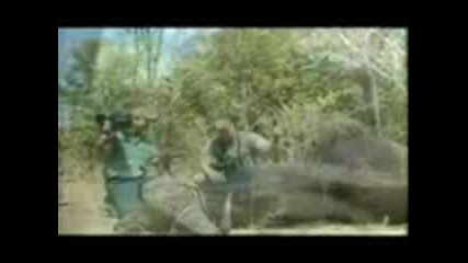 Safari Hunting - Dangerous Animals 2