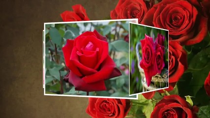 Red Are The Roses