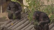Шимпанзетата Саша и Кангу летят за Лондон (ВИДЕО)