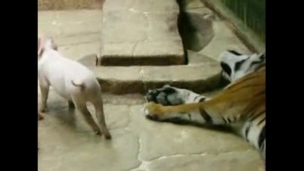 Две прасенца си играят с тигър