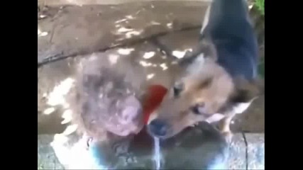 Смях!!!куче и дете се карат кой да пие от чешмичката 