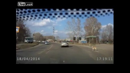 Куче спазва правилата за пресичане на ''зебра''