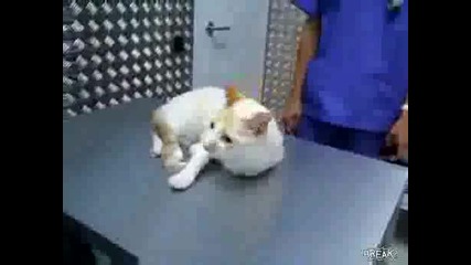 Ето как се обезврежда котка