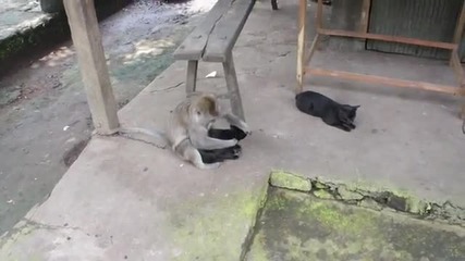 Коте в плен на маймунка