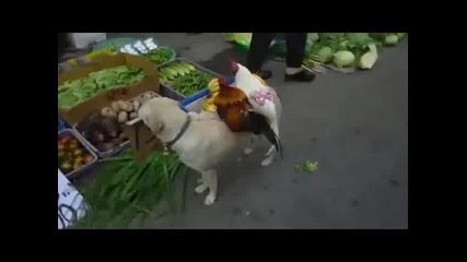 Лабрадор продава кокошки в Китай.