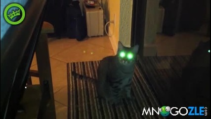 котка има светещи очи 