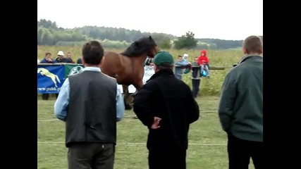 Francuski zimnokrwisty ogier Riquier - Janowo 2008