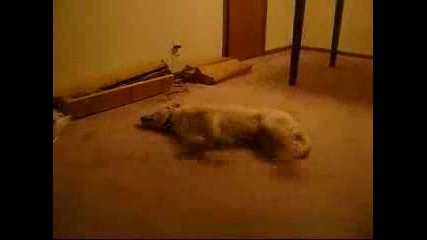Куче Сънува Че Гони Бяга,  Събужда Се И Се Блъска В Стената