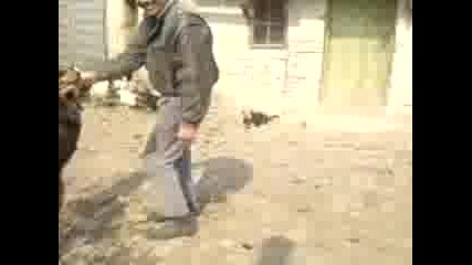 Кучета В Село Алеково 