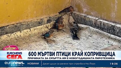 Близо 600 птици са намерени мъртви след новогодишната нощ в Копривщица