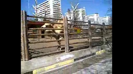 Video217