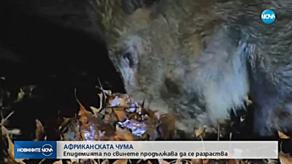 Новините на NOVA (01.08.2019 - 7.00 ч.)