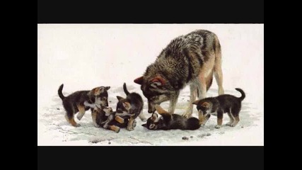 Снимки Wolves , , ! Wonderful 