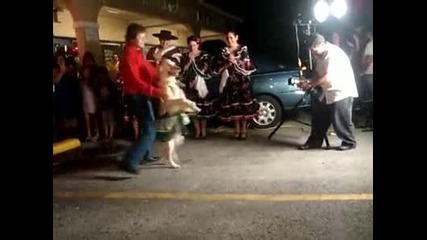 Куче прави танц (меренге) 
