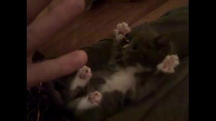 Невероятно!сладко котенце имитира човек!
