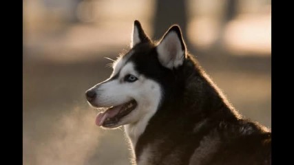 Черно бели хъски