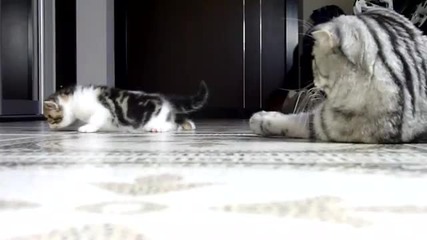 Crouching Tigers stalking (cute and funny Ninja kittens)