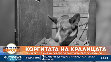 Елизабет II е имала повече от 30 кучета през живота си
