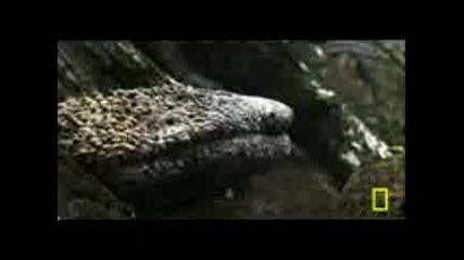 Giant Japanese Salamanders 